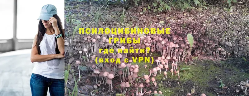 кракен зеркало  Приморско-Ахтарск  Псилоцибиновые грибы Magic Shrooms 